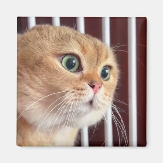 マグネット話し猫ミーム マグネット (正面)