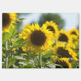 マグネット - ひまわりの花畑 夏季
