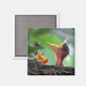 マグネット – アメリカンロビンベビー (正面/裏面)