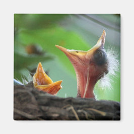 マグネット – アメリカンロビンベビー