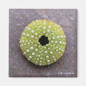 マグネット – ウニ (正面)