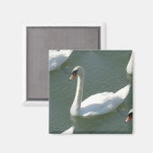 マグネット – カラーの白鳥 (正面/裏面)