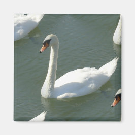 マグネット – カラーの白鳥