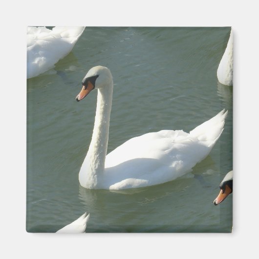 マグネット – カラーの白鳥 (正面)