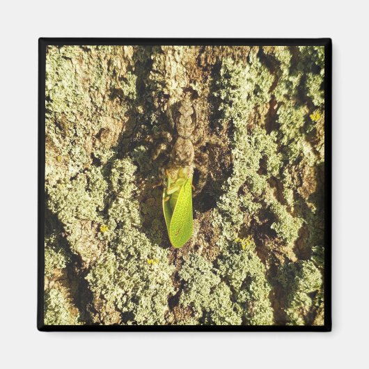 マグネット – キャッチされたリーホッパー (正面)