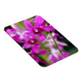 マグネット – クックタウンオーキッド (右側)