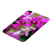 マグネット – クックタウンオーキッド (左側)