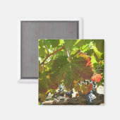 マグネット – グレープつる植物 (正面/裏面)