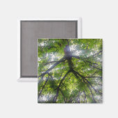 マグネット – サンツリー（オハイオ） (正面/裏面)