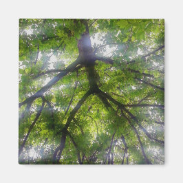 マグネット – サンツリー（オハイオ）