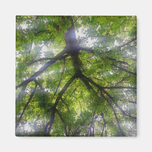 マグネット – サンツリー（オハイオ） (正面)