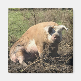 マグネット – シーラ私の大きな脂肪ブタ