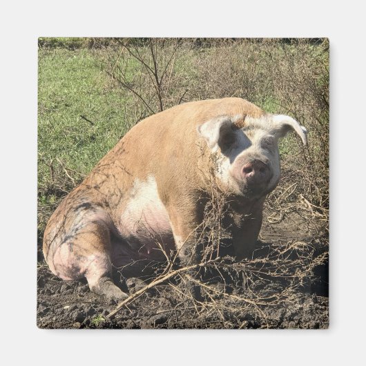 マグネット – シーラ私の大きな脂肪ブタ (正面)