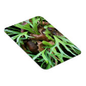 マグネット – スタグホルンシダ (右側)