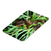 マグネット – スタグホルンシダ (左側)