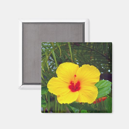 マグネット、ハワイアンイエローハイビスカス マグネット (正面/裏面)