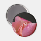 マグネット – ピンクローズバッド (正面/裏面)