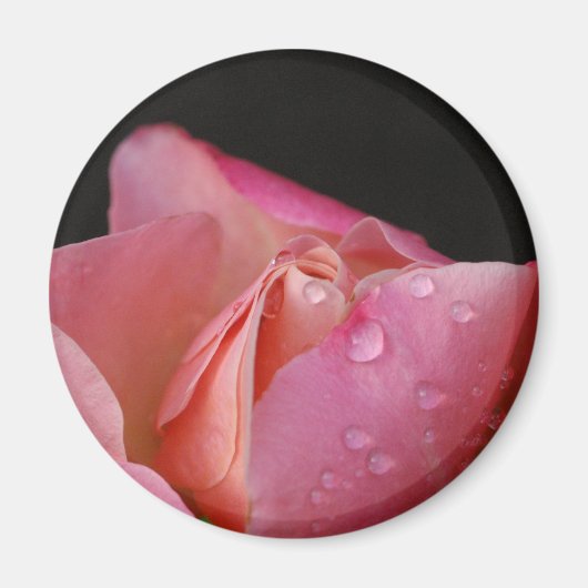 マグネット – ピンクローズバッド (正面)