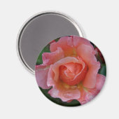 マグネット – ピンクローズ (正面/裏面)