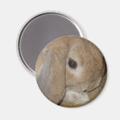 マグネット – ロップ付き矮小ウサギ (正面/裏面)