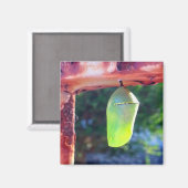 マグネット – (昆虫)オオカバマダラ、モナーククリサリス(2018) (正面/裏面)