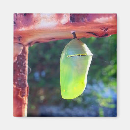 マグネット – （昆虫）オオカバマダラ、モナーククリサリス(2018)