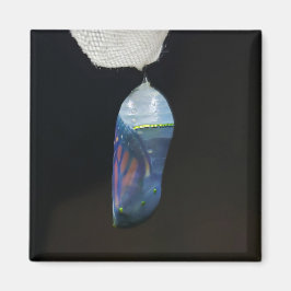 マグネット – （昆虫）オオカバマダラ、モナーククリサリス(2022)