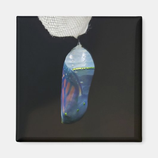 マグネット – （昆虫）オオカバマダラ、モナーククリサリス(2022) (正面)