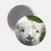 マグネット – 春ラム (正面/裏面)