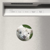 マグネット – 春ラム (インサイチュ (食洗機))