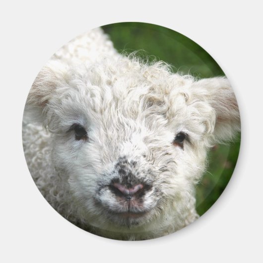 マグネット – 春ラム (正面)