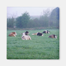 マグネット – 牛 – カラー