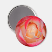 マグネット – 赤と白のバラ (正面/裏面)