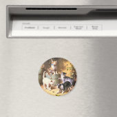 マグネット：「遊カブトムシで子猫」 マグネット (インサイチュ (食洗機))