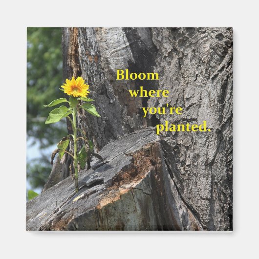 マグネット – 開花(あなたは植栽したもの) (正面)