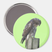 マグネット – 《鳥》ハヤブサ (正面/裏面)