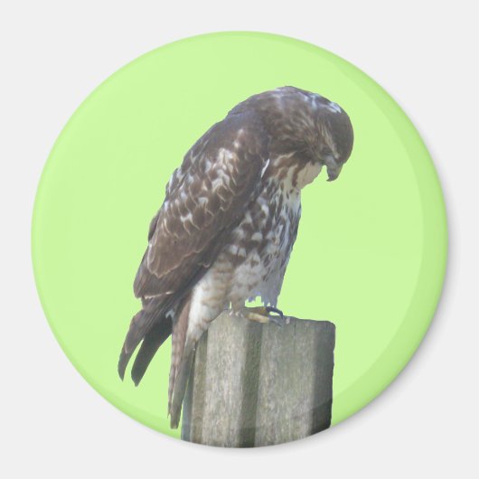 マグネット – 《鳥》ハヤブサ (正面)