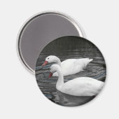 マグネット – Coscorba Swan Pair (正面/裏面)