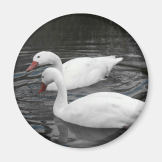 マグネット – Coscorba Swan Pair