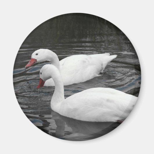 マグネット – Coscorba Swan Pair (正面)