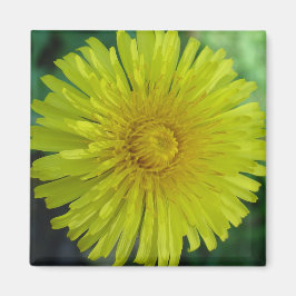 マグネット – Dandelion