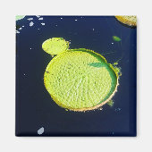 マグネット – Lily Pad （シカゴ） (正面)