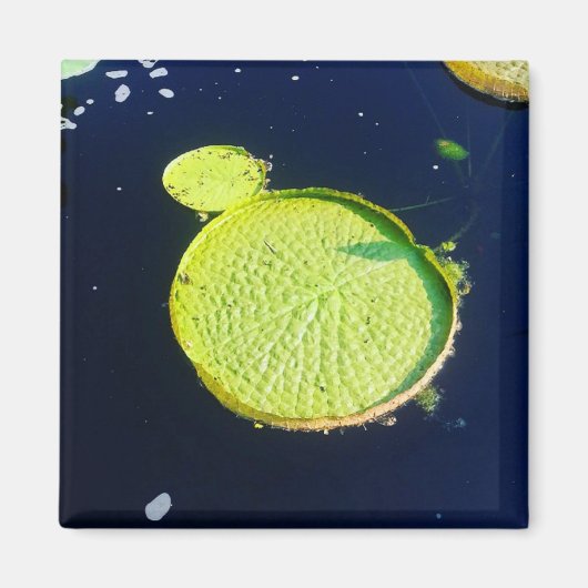 マグネット – Lily Pad (シカゴ) (正面)