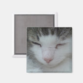 マグネット – Maine Coon Catイメージ2 (正面/裏面)