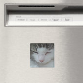 マグネット – Maine Coon Catイメージ2 (インサイチュ (食洗機))