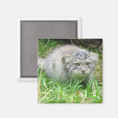 マグネット – Pallas's cat (正面/裏面)