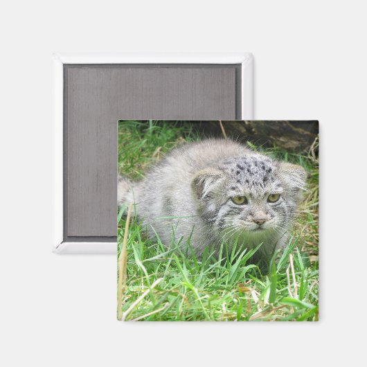 マグネット – Pallas's cat (正面/裏面)