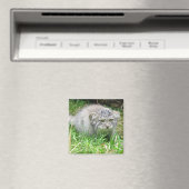 マグネット – Pallas's cat (インサイチュ (食洗機))