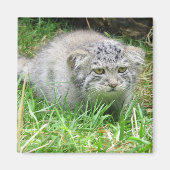 マグネット – Pallas's cat (正面)
