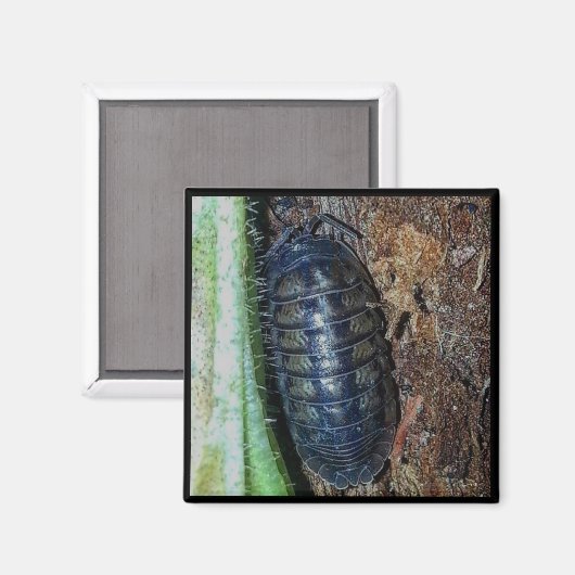 マグネット – Pill Bug （写真） (正面/裏面)